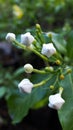 White Gardenia Blooms