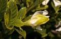 White gardenia blooms in a garden