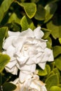 White gardenia blooms in a garden