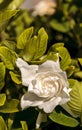 White gardenia blooms in a garden