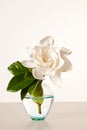 White Gardenia Blossom