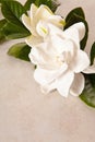 White Gardenia Blossom