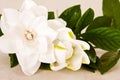 White Gardenia Blossom