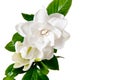 White Gardenia Blossom Isolated Royalty Free Stock Photo