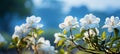 White gardenia blossom on isolated magical bokeh background with copy space on left side Royalty Free Stock Photo