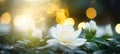 White gardenia blossom on isolated magical bokeh background with copy space for text placement Royalty Free Stock Photo