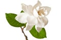 White Gardenia Blossom Isolated on White Royalty Free Stock Photo