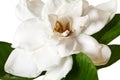 White Gardenia Blossom Isolated on White Royalty Free Stock Photo