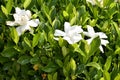 White gardenia bush Royalty Free Stock Photo