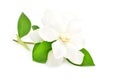 White gardenia flower