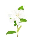 White gardenia flower