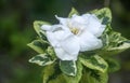 Gardenia flower