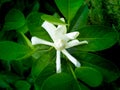 White Gardenia Flower Blooming Royalty Free Stock Photo