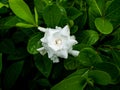 White Gardenia Flower Blooming Royalty Free Stock Photo