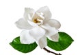 White Gardenia Flower Blossom