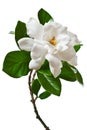 White Gardenia Flower Isolated Branch Royalty Free Stock Photo