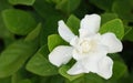 White Gardenia Flower Gardenia jasminoides with rain drops