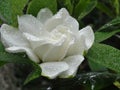 White Gardenia flower Royalty Free Stock Photo