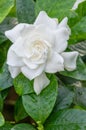 White Gardenia flower with shiny green leaves