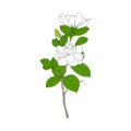 White Gardenia jasminoides or Cape jasmine flowers, bud and leaves isolated on white background. summer tropical flower Royalty Free Stock Photo