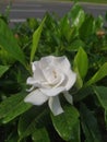 white gardenia (Gardenia jasminoides) flower on the street of Bandung
