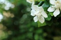 White Gardenia jasminoides flowers Cape jasmine with freshness water drop on petal. Royalty Free Stock Photo