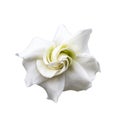White gardenia jasminoides Royalty Free Stock Photo