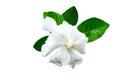 White gardenia jasminoides,Gardenia jasmine and green leaf isolated on white.Saved with clipping path