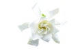 White gardenia jasminoides,Gardenia jasmine isolated on white.Saved with  clipping path Royalty Free Stock Photo