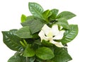 White gardenia plant