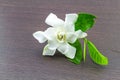 White gardenia (jasminoides,Gardenia jasmine) and green leaf Royalty Free Stock Photo