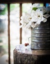 White gardenias in an old flour sifter vase Royalty Free Stock Photo