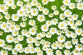 White gardening background yellow summer green blossom meadow daisies nature flowers field plant Royalty Free Stock Photo