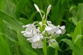 White garland-lily, white ginger lily flower Hedychium coronari