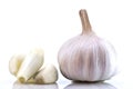 White Garlic Bulb