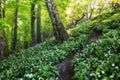 White garlic in spring forest with path, wild flowers