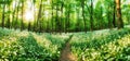 White garlic in spring forest with path, wild flowers