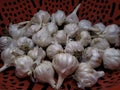 White garlics in red basket tray