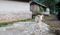 A white Garut sheep with large horns, with its pen in the background