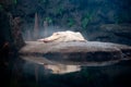 White Gator Royalty Free Stock Photo