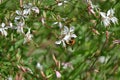 White Gaura (Gaura lindheimeri ) flowers. Onagraceae perennial plants native to North America. T