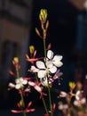 White Gaura or Oenothera lindheimeri blooming at flowerbed flowers and buds close-up, selective focus, shallow DOF