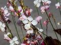 White Gaura or Oenothera lindheimeri blooming at flowerbed flowers and buds close-up, selective focus, shallow DOF