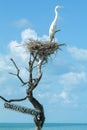 White Gauze on the nest at Isla de los Pajaros Royalty Free Stock Photo