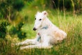 White Gazehound Hunting Dog Sit Outdoor In Summer Meadow Green G Royalty Free Stock Photo