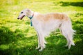 White Gazehound Hunting Dog Staying Outdoor In Summer Green Gras Royalty Free Stock Photo