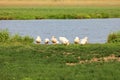 White geese Royalty Free Stock Photo