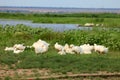 White geese Royalty Free Stock Photo