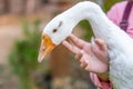 White geese attuned to people. And the farmer woman was holding and touching the goose's chin Royalty Free Stock Photo