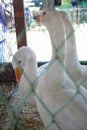 White geese in a cage